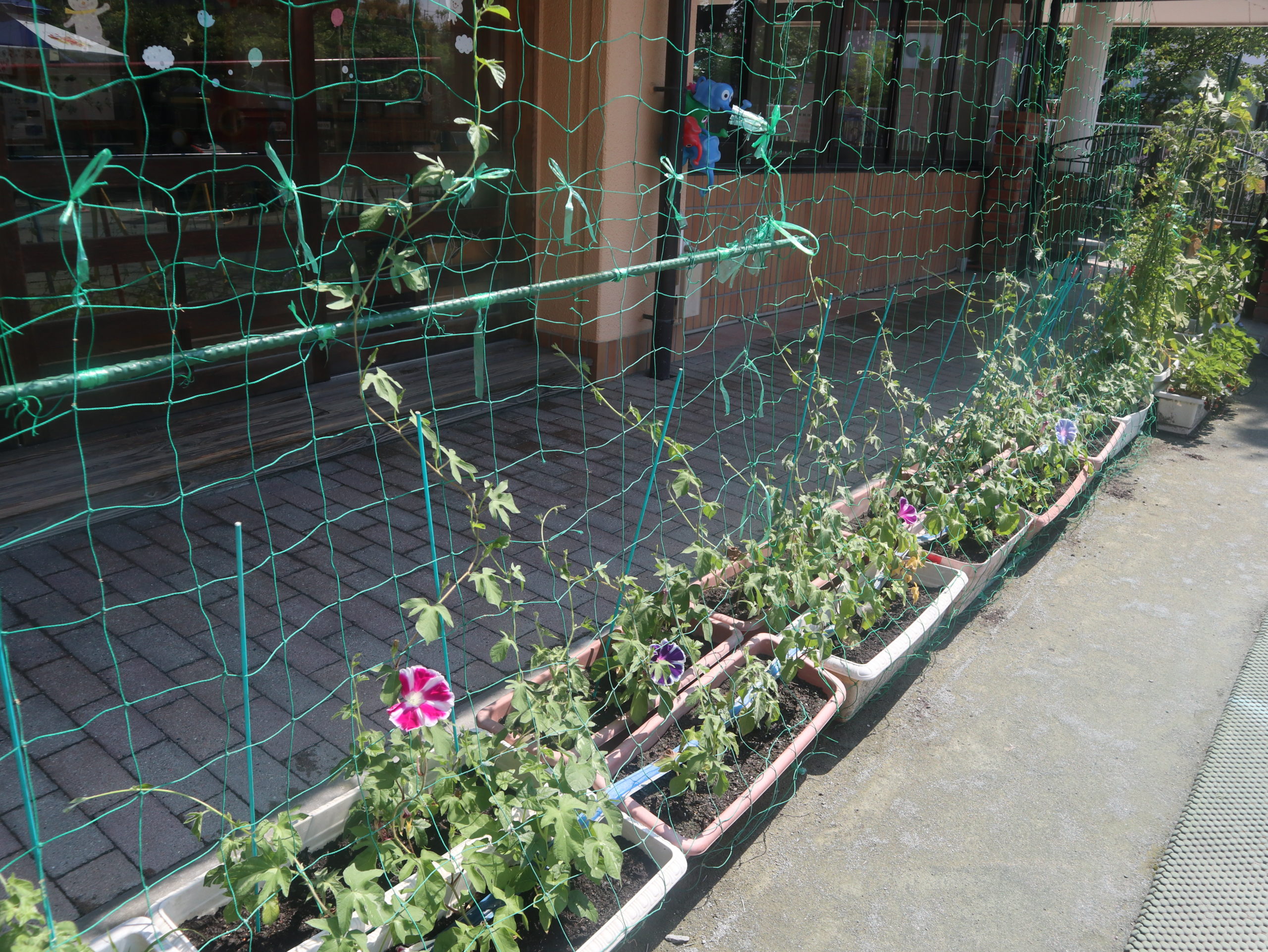 水やり当番の伝授とあさがおさいたね 若葉第二幼稚園 岐阜