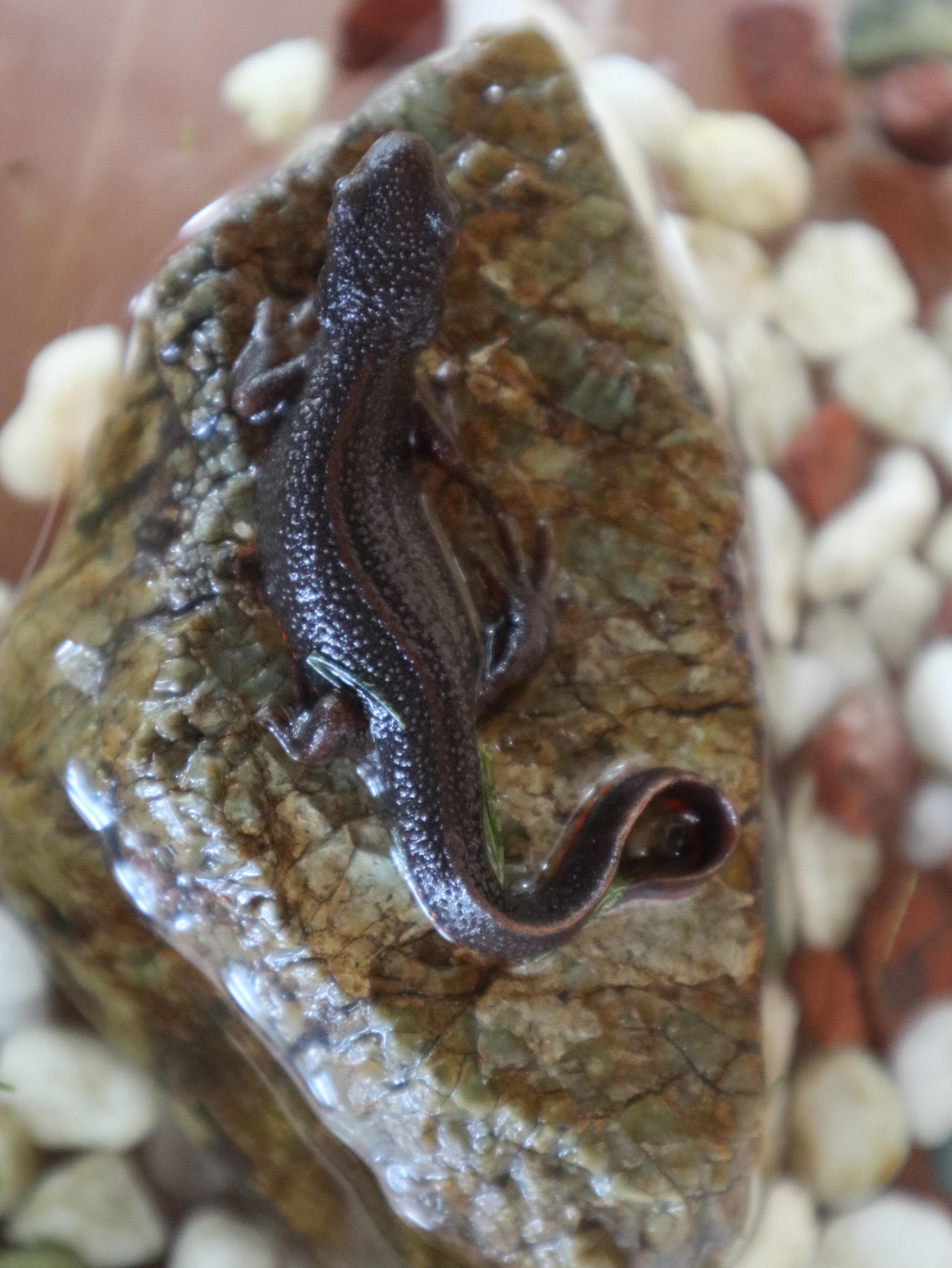 四方山話 若葉第二幼稚園 岐阜